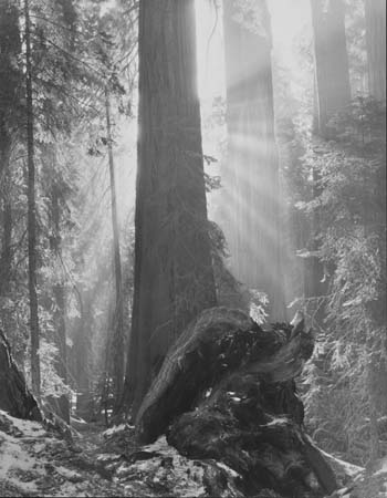 SequoiasSunburst