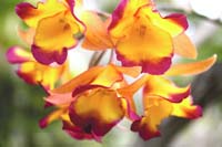 orchids-foster-garden