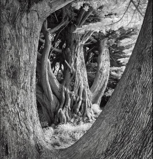 bergeman - old cedars at fort orford site